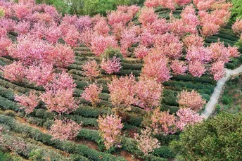 山坡上的粉红色树