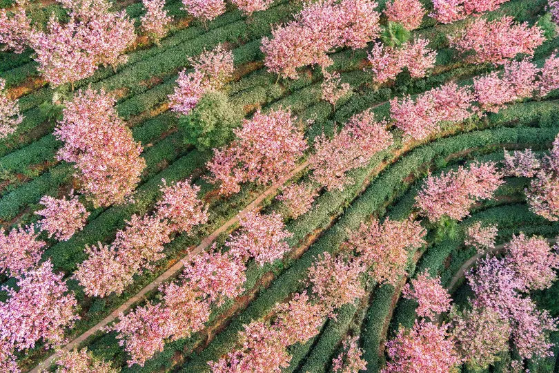 粉红色花朵的田野中的空中树