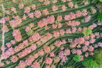 樱花树丛 花瓣呈粉红色