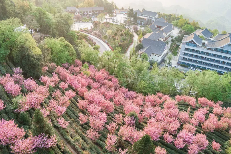 山坡上盛开着粉色花朵 俯瞰着城市