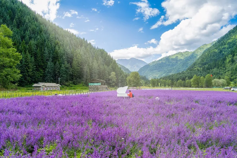 薰衣草田 背景是山脉。