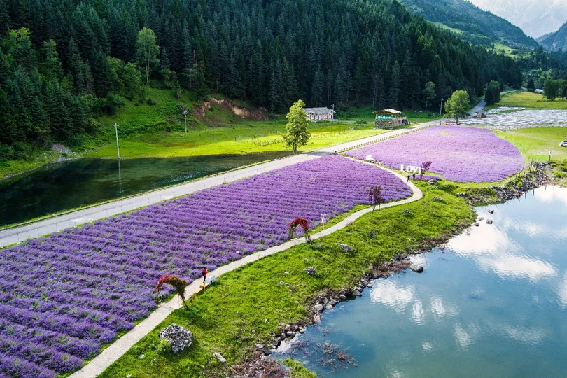 美丽的紫色花田在水边