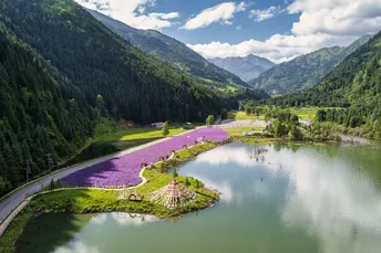 环绕着山丘的小湖 湖中有紫色的花朵。