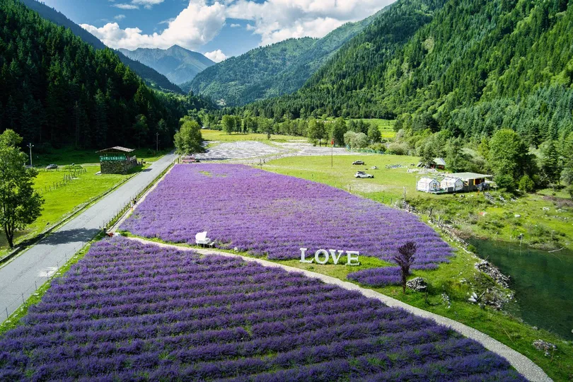 薰衣草田 山谷 远处有山。