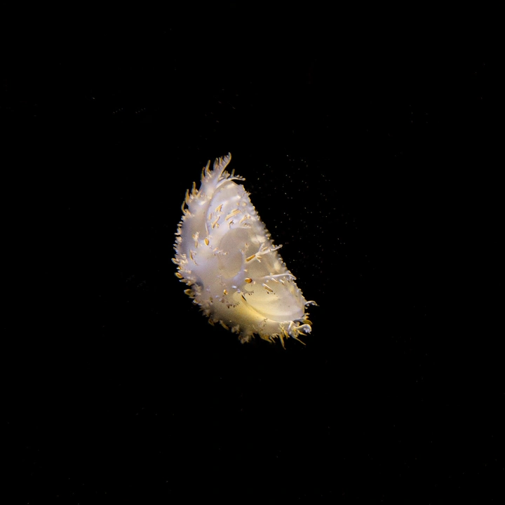 是水母吖