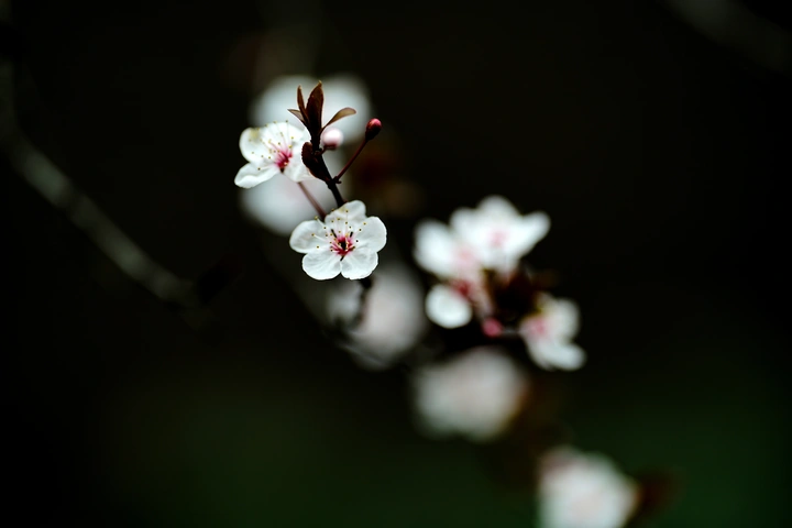 红叶李的花