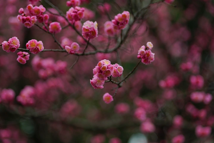 城视：花开的时候