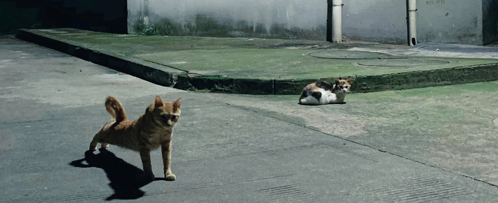 猫式俯卧撑