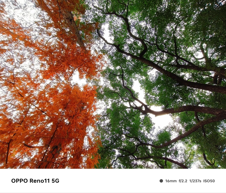 OPPO Reno11手机的冬