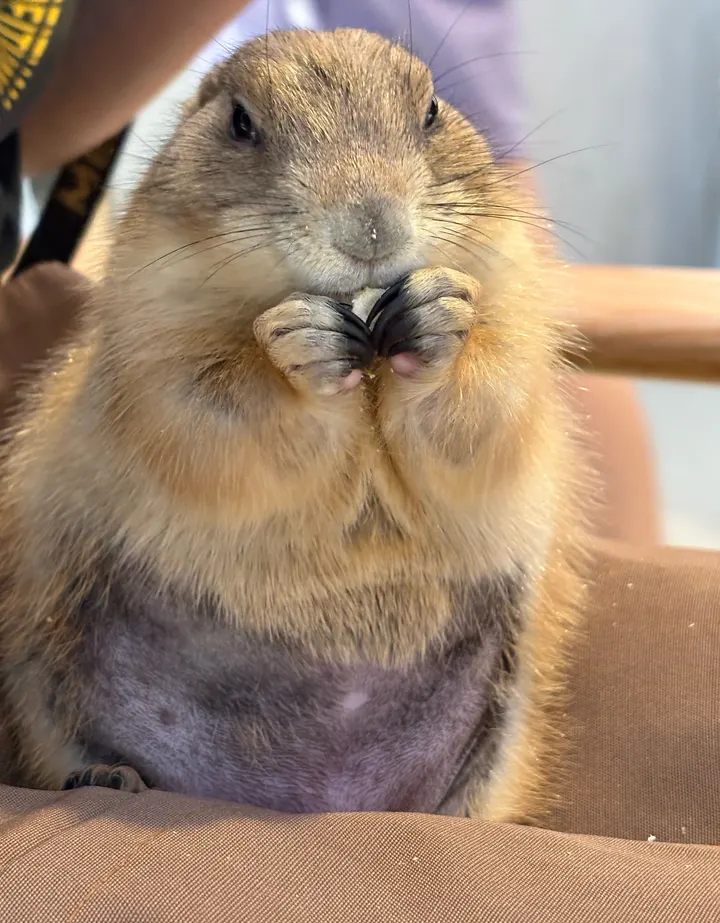 吃货