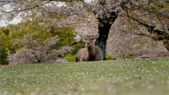 日本·半日樱