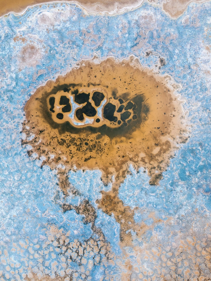 盐湖水母
