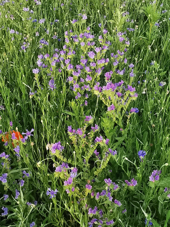 炎夏 让鲜花铺满镜头