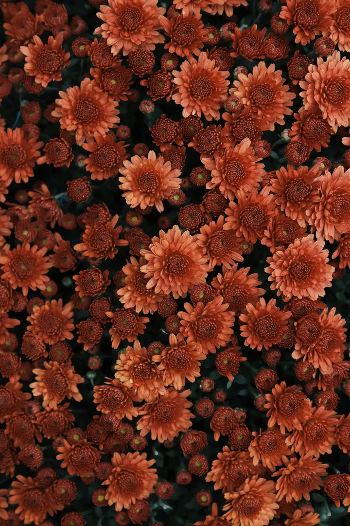 金秋赏菊