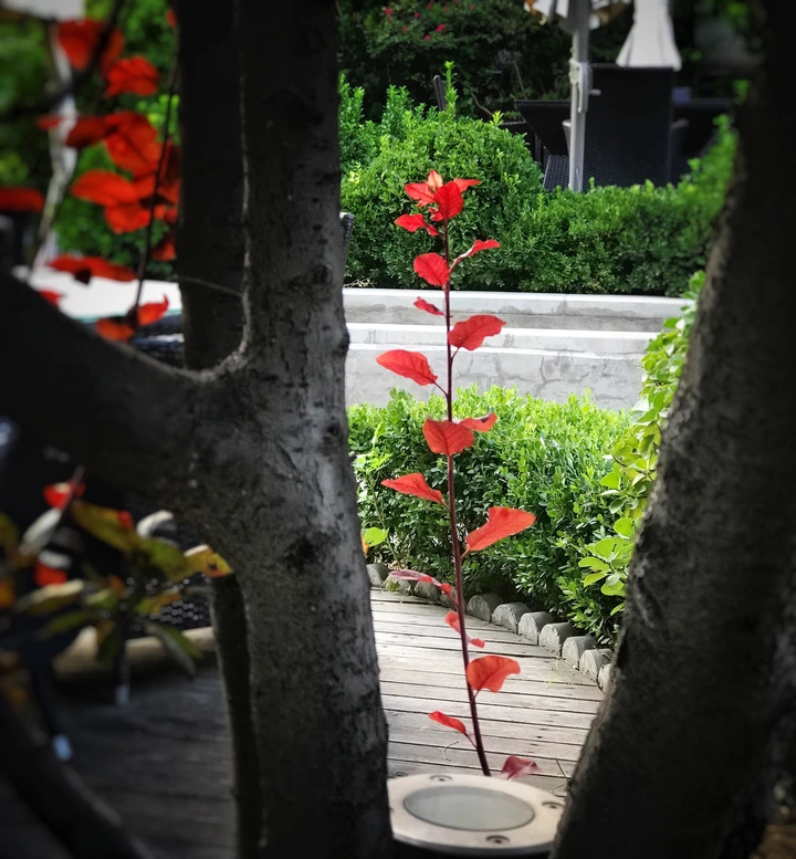 街边植物