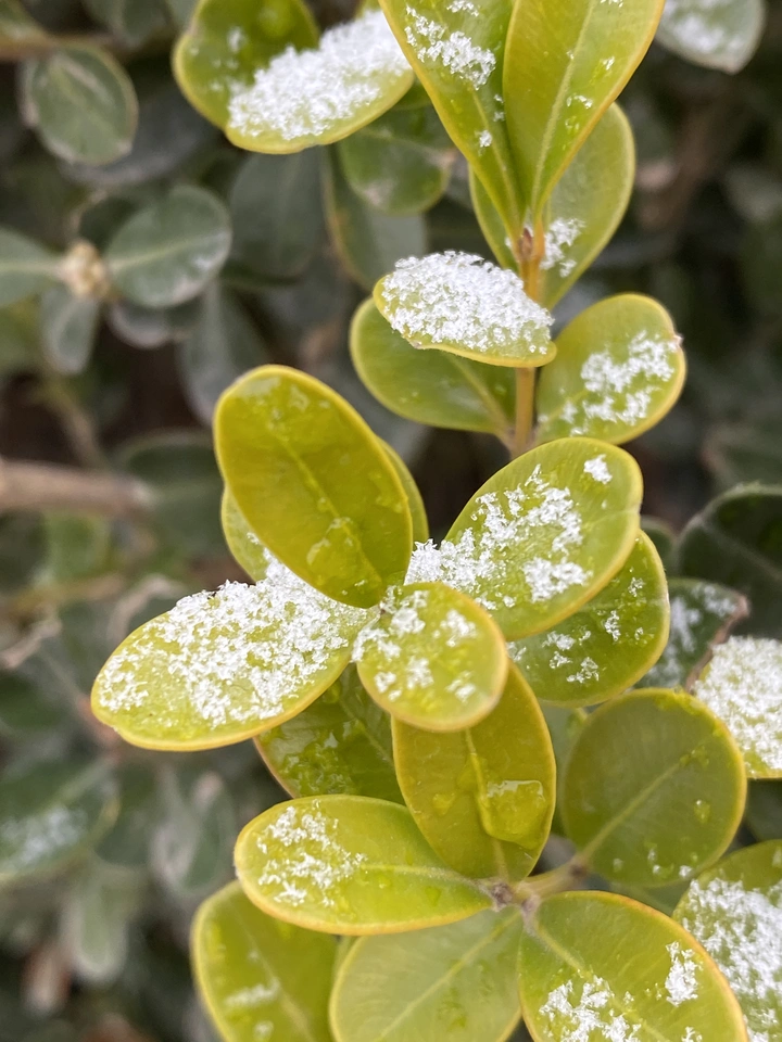 春雪