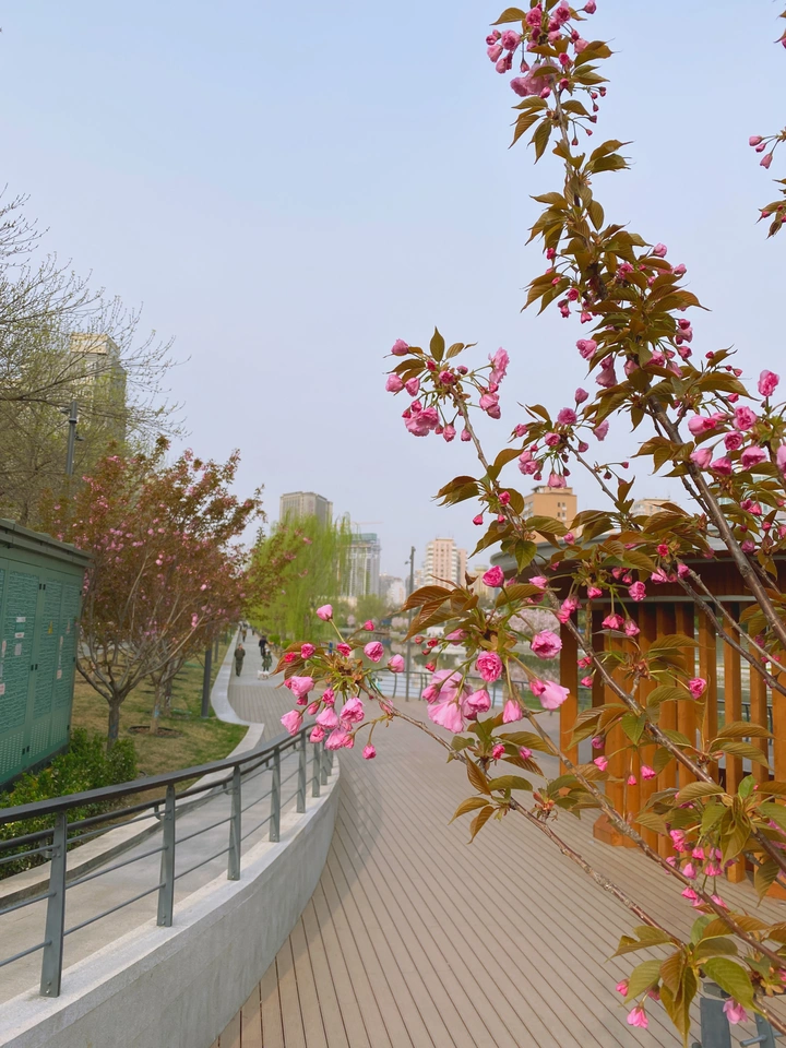 亮马河的春天