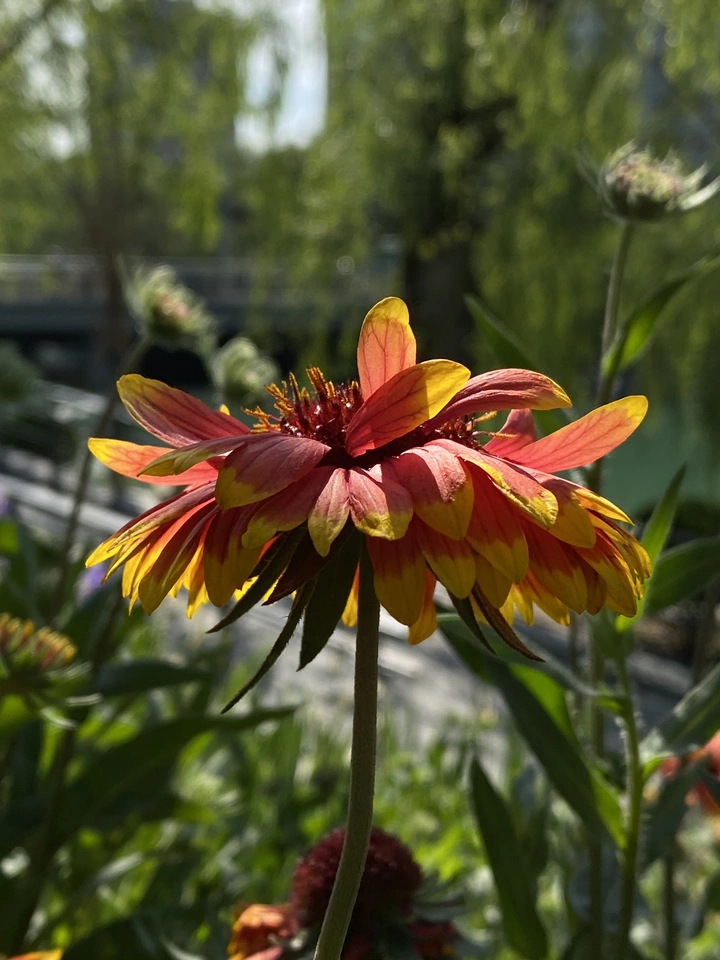 天人菊