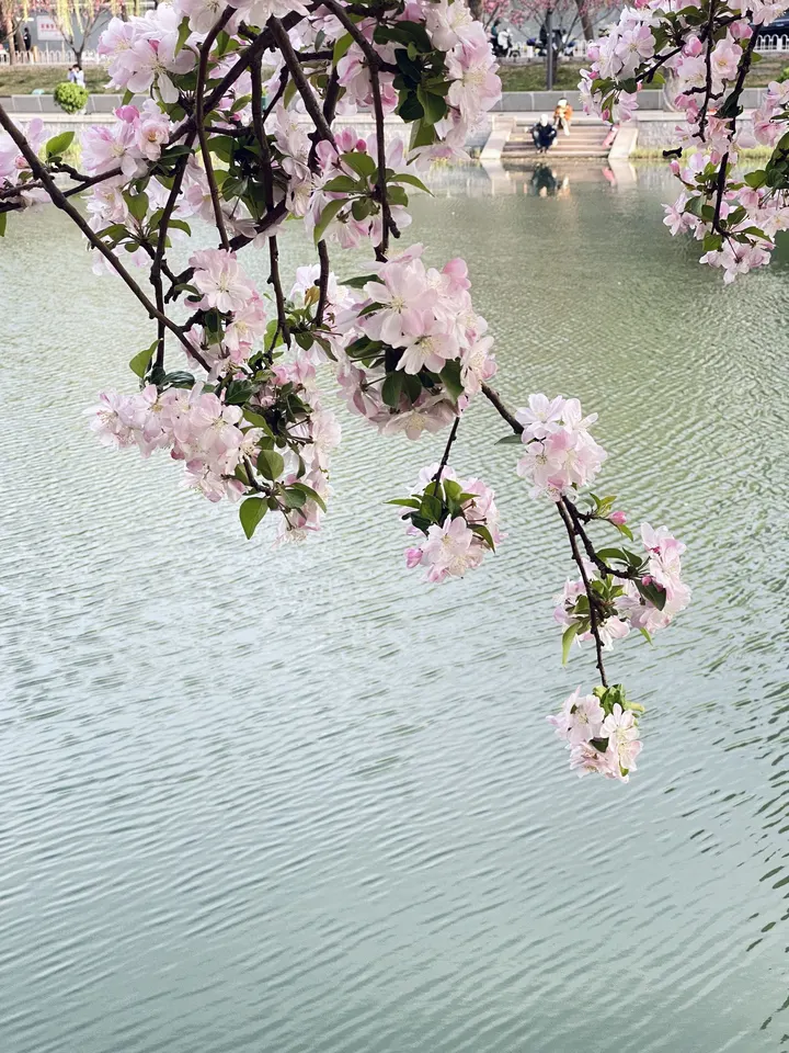 西府海棠花