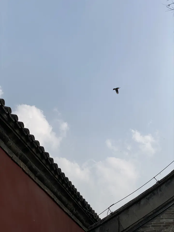天高任鸟飞