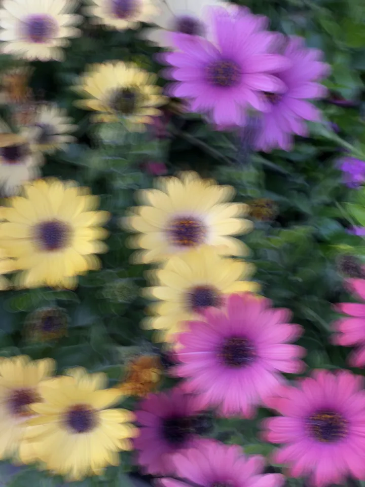 花花的变形