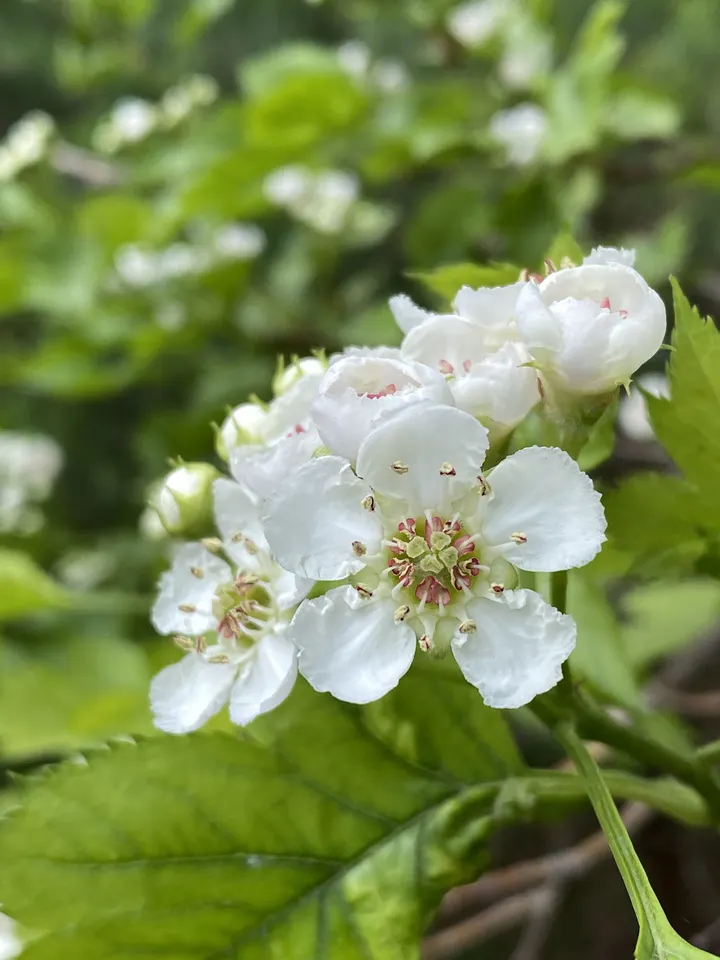 山楂花