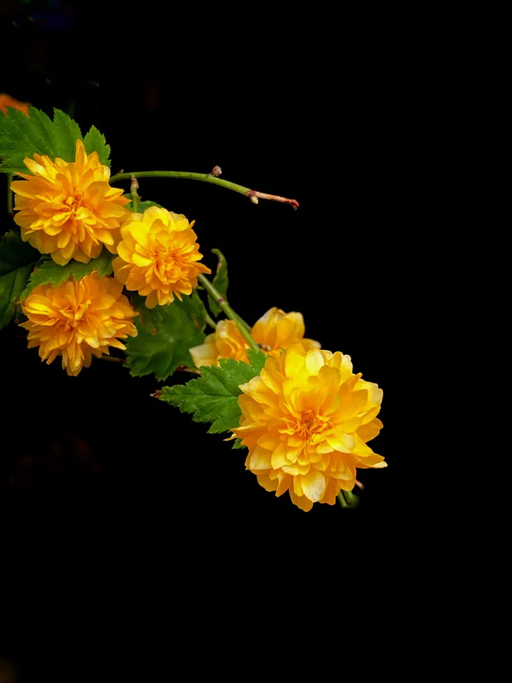 重瓣棣棠花