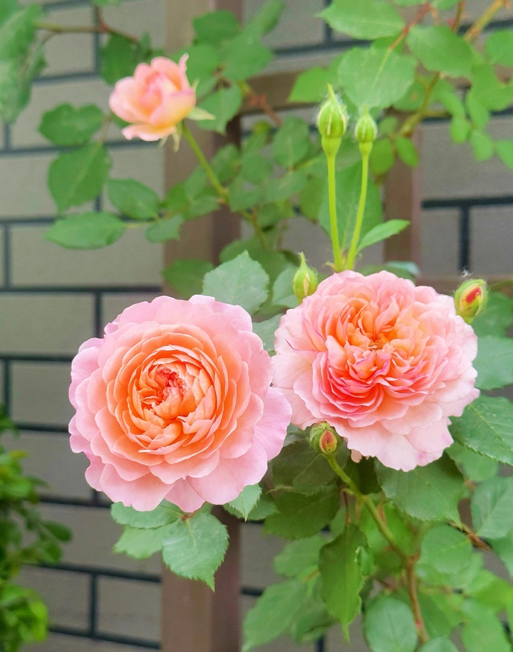 姊妹花