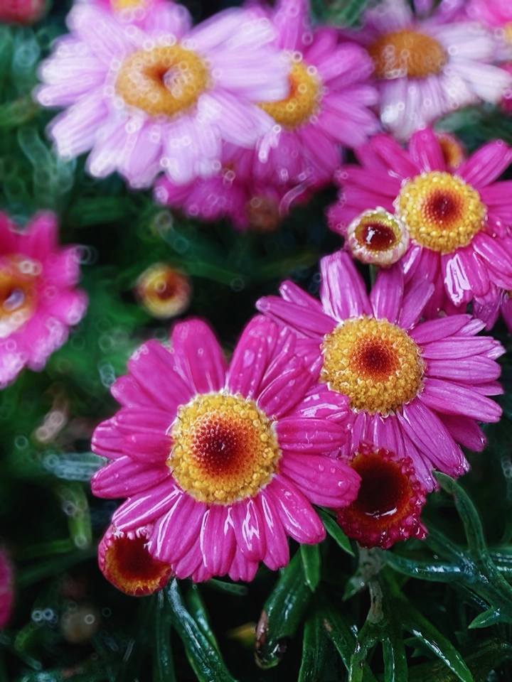 雨中的花
