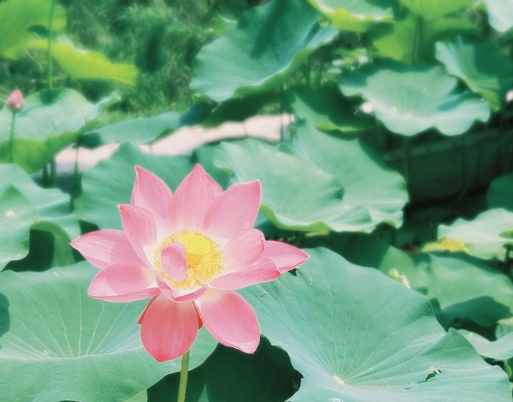 荷