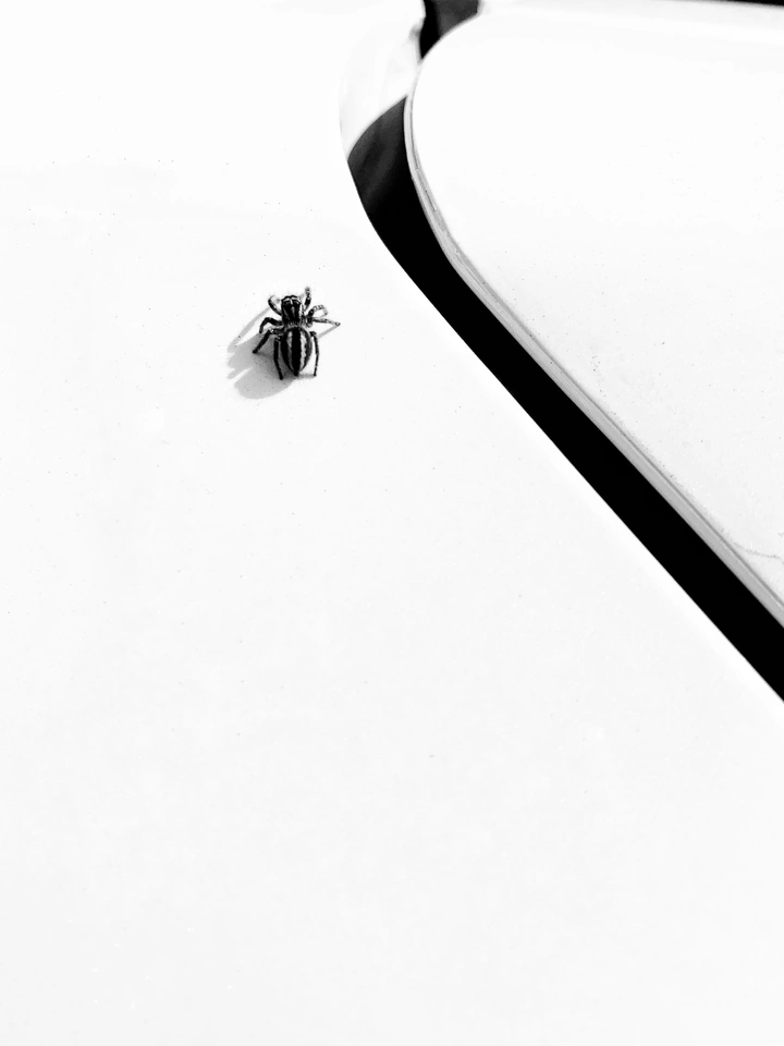 Spider-Man🕷️