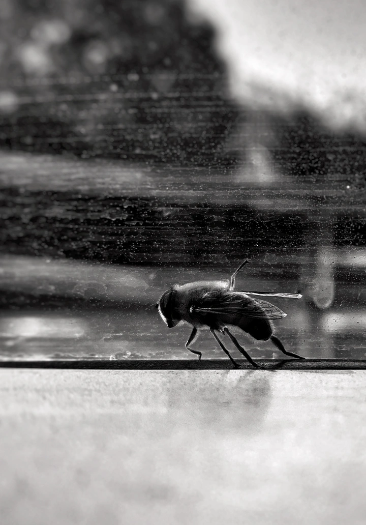 蜂🐝
