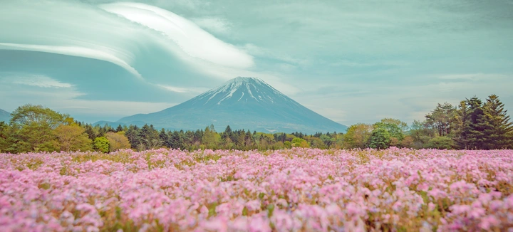 霓虹国樱花季