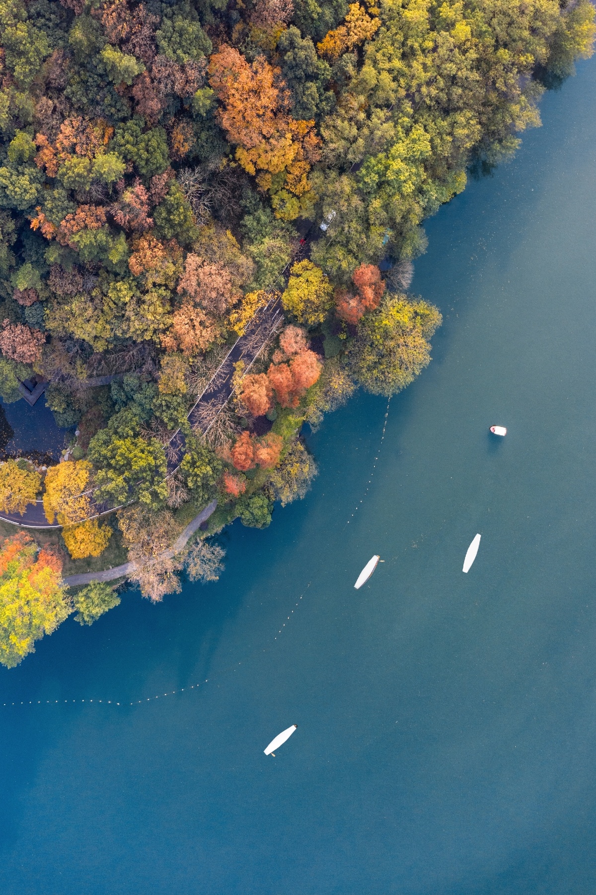 湖边树木环绕的小船 aerial view