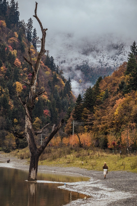 一个人沿着河走 前景是死树 背景是山。