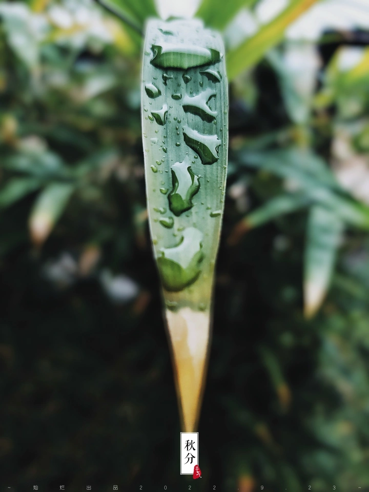 秋分