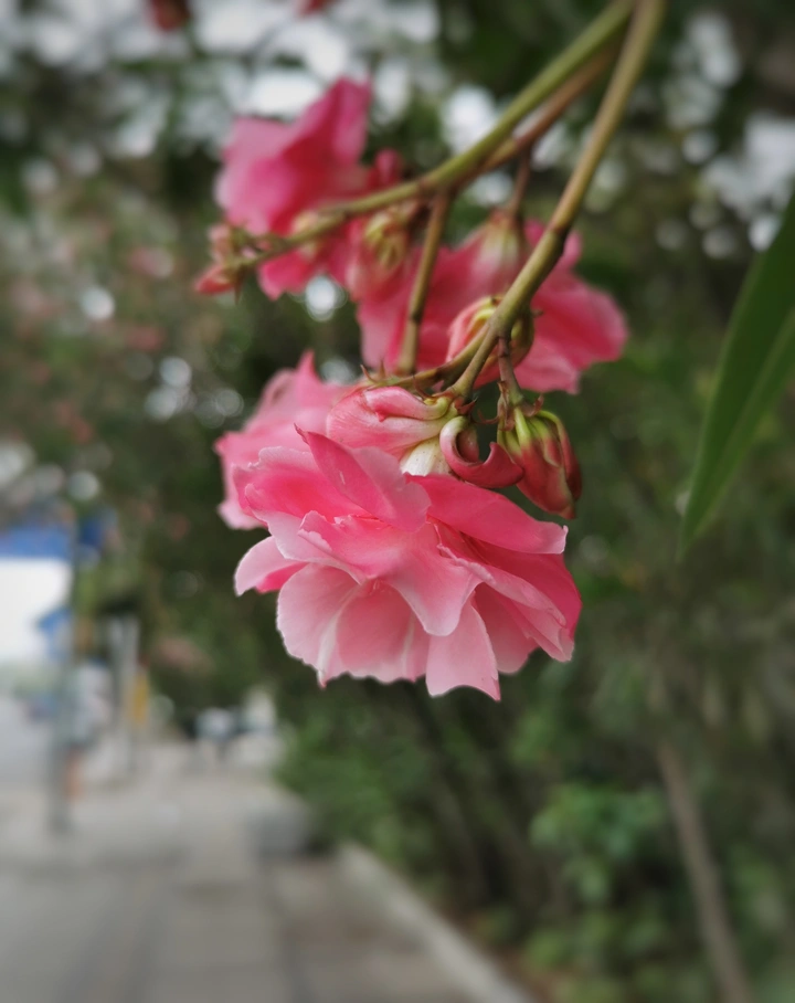 夹竹桃花?