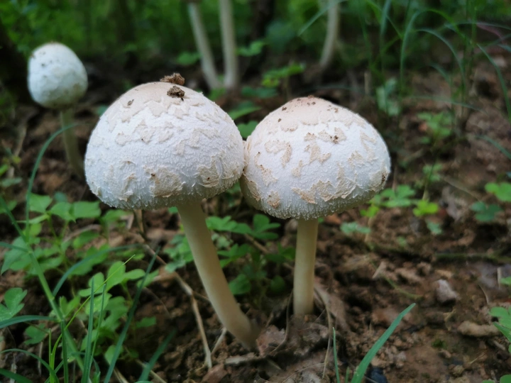 菜地里的野蘑菇