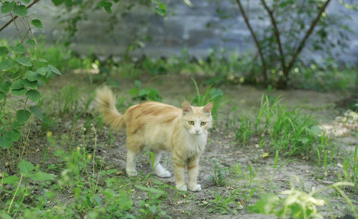 猫宝宝