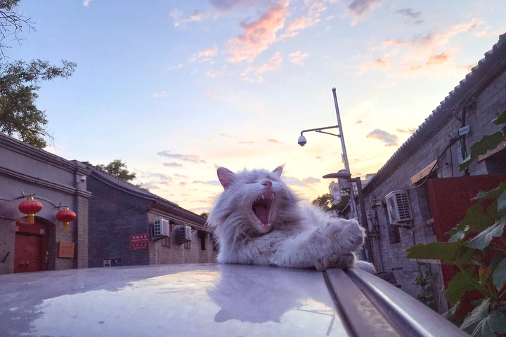 夕阳下的猫
