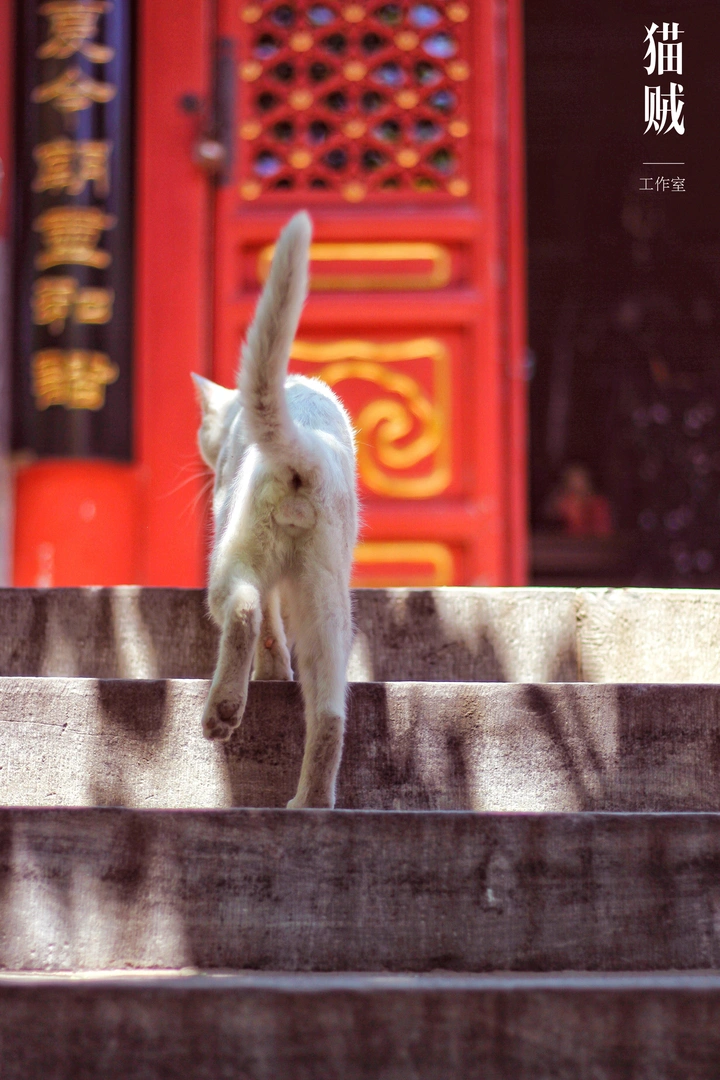 猫蛋蛋