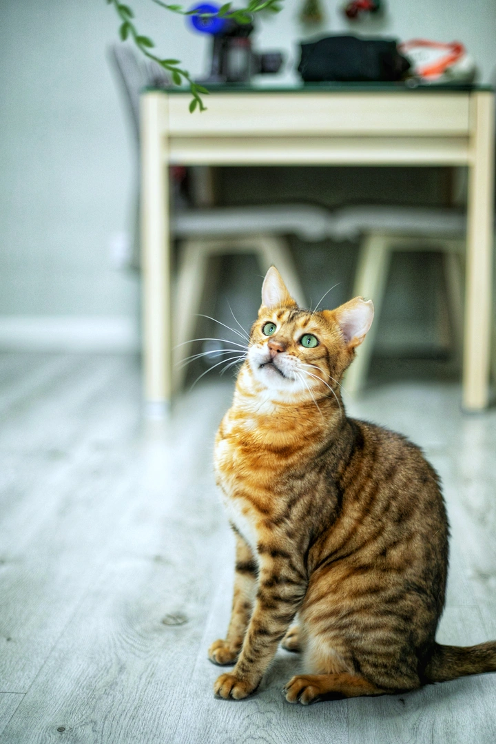 豹猫巴顿