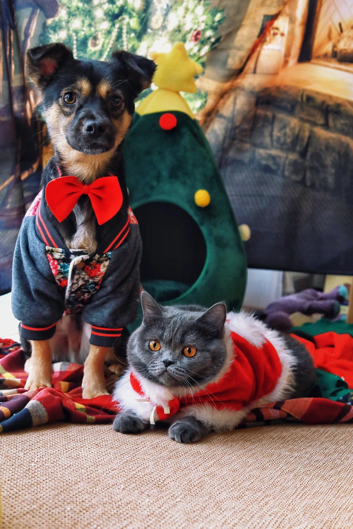 猫狗cp