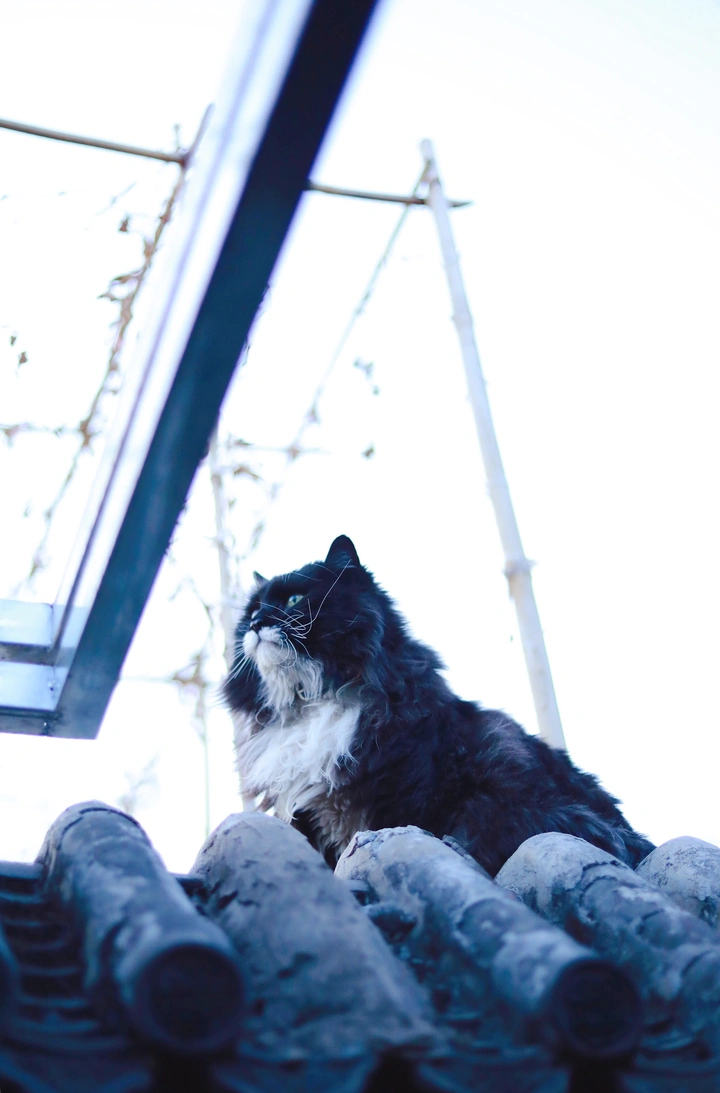 北京胡同别的猫之冬至喵🐈