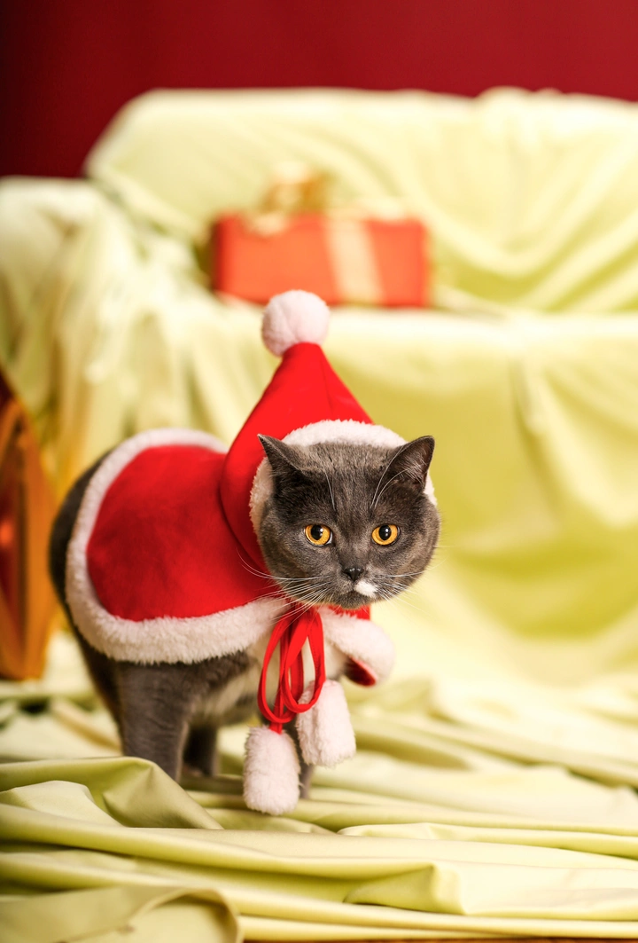 猫咪摄影merry Christmas🎄