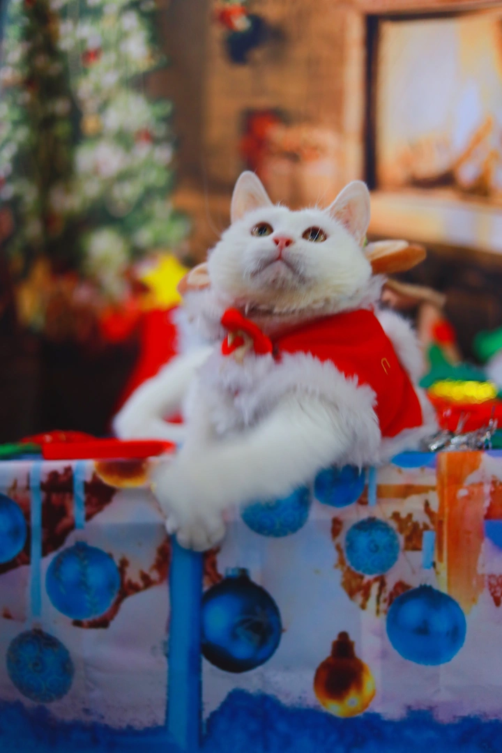 那些拍毁了的猫片🐱