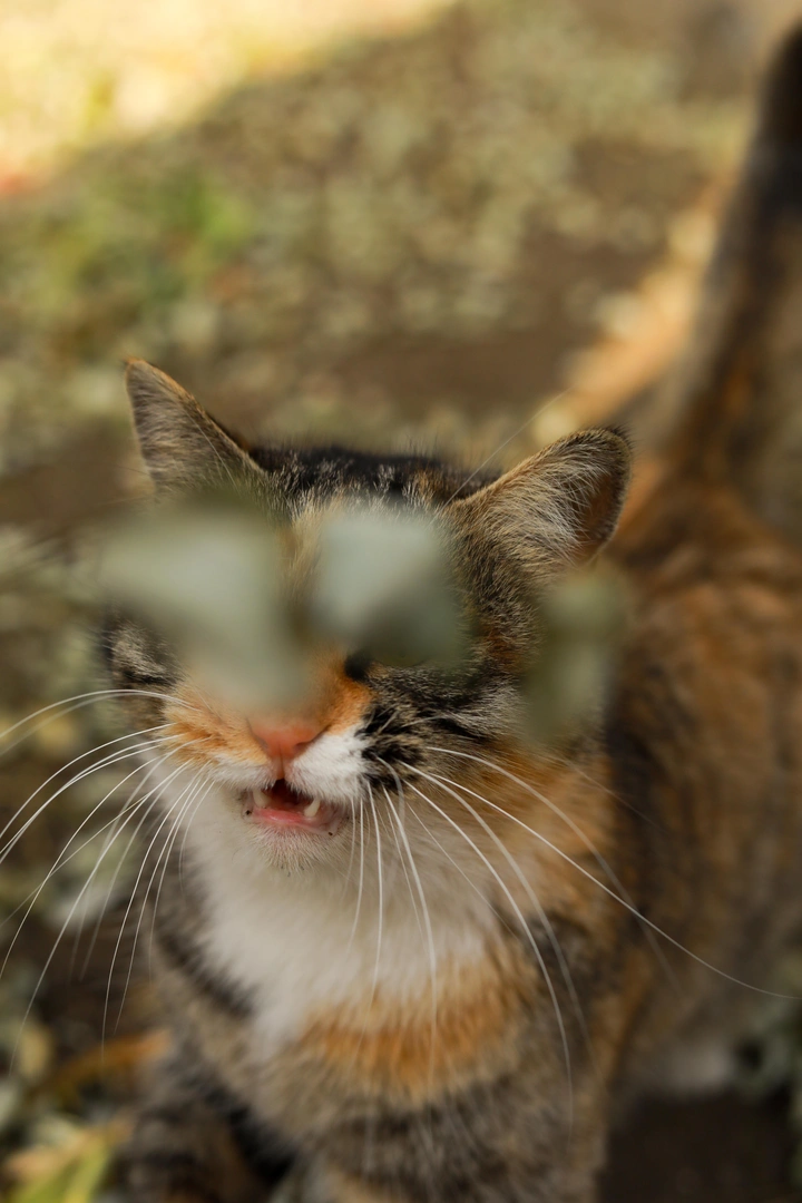 胖猫