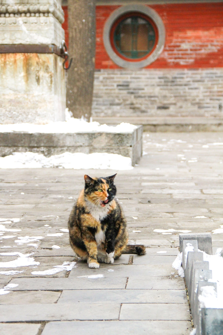 北京雪中猫🐱