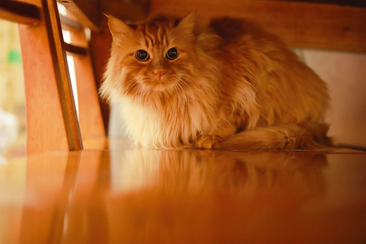 猫黄黄🐱