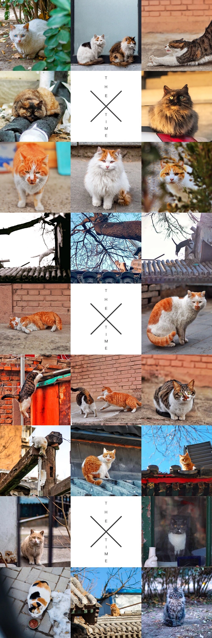 北京胡同的猫～1月份合集